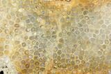 Polished, Fossil Coral Slab - Indonesia #121872-1